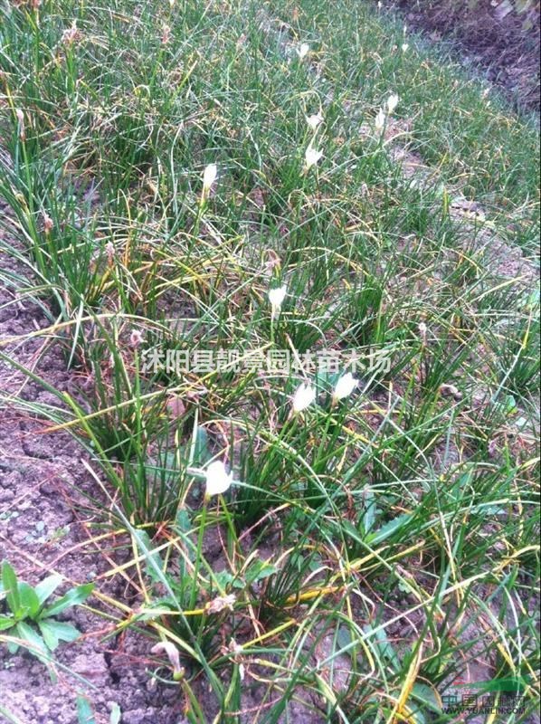 葱兰报价 葱兰种植方法简介 苗圃直销葱兰苗