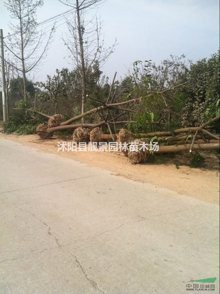苦楝树价格 苦楝种植方法简介 苗圃直销苦楝树
