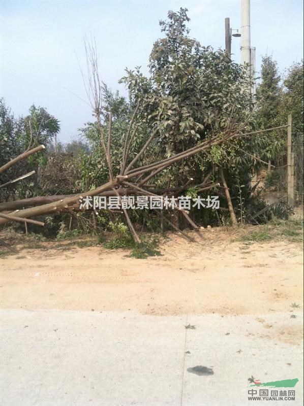 苦楝树价格 苦楝种植方法简介 苗圃直销苦楝树