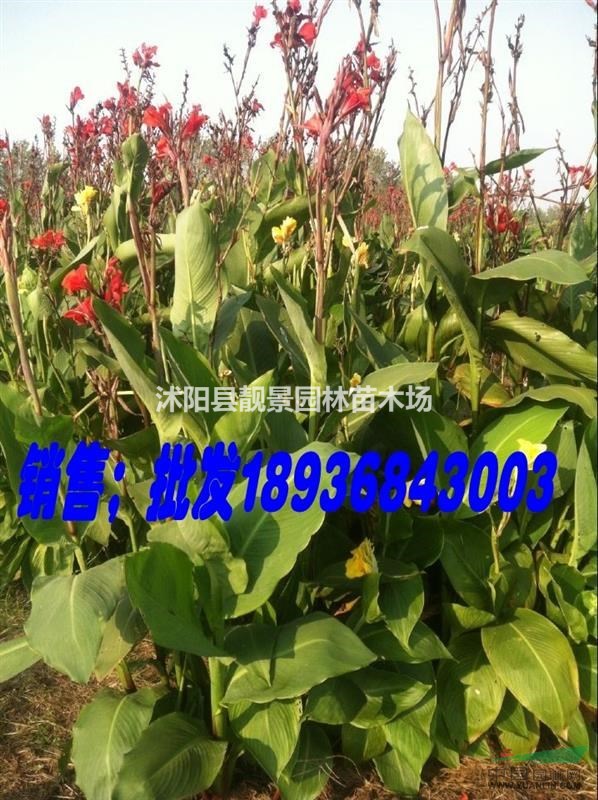 美人蕉苗价格 美人蕉苗图片 美人蕉种植方法简介