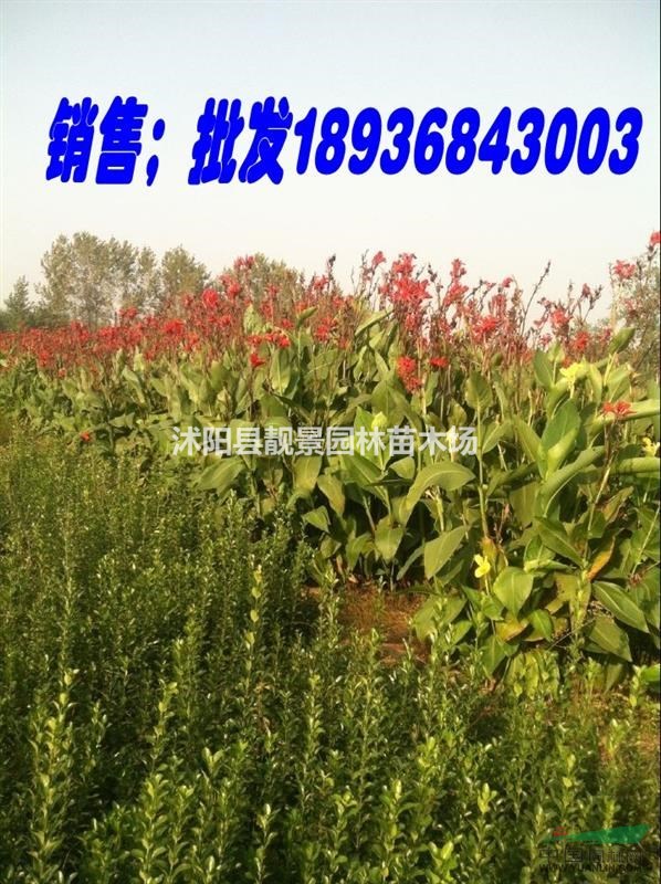 美人蕉苗价格 美人蕉苗图片 美人蕉种植方法简介