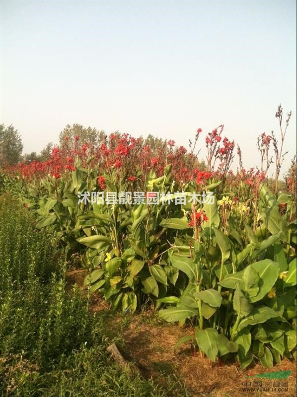 美人蕉苗价格 美人蕉苗图片 美人蕉种植方法简介