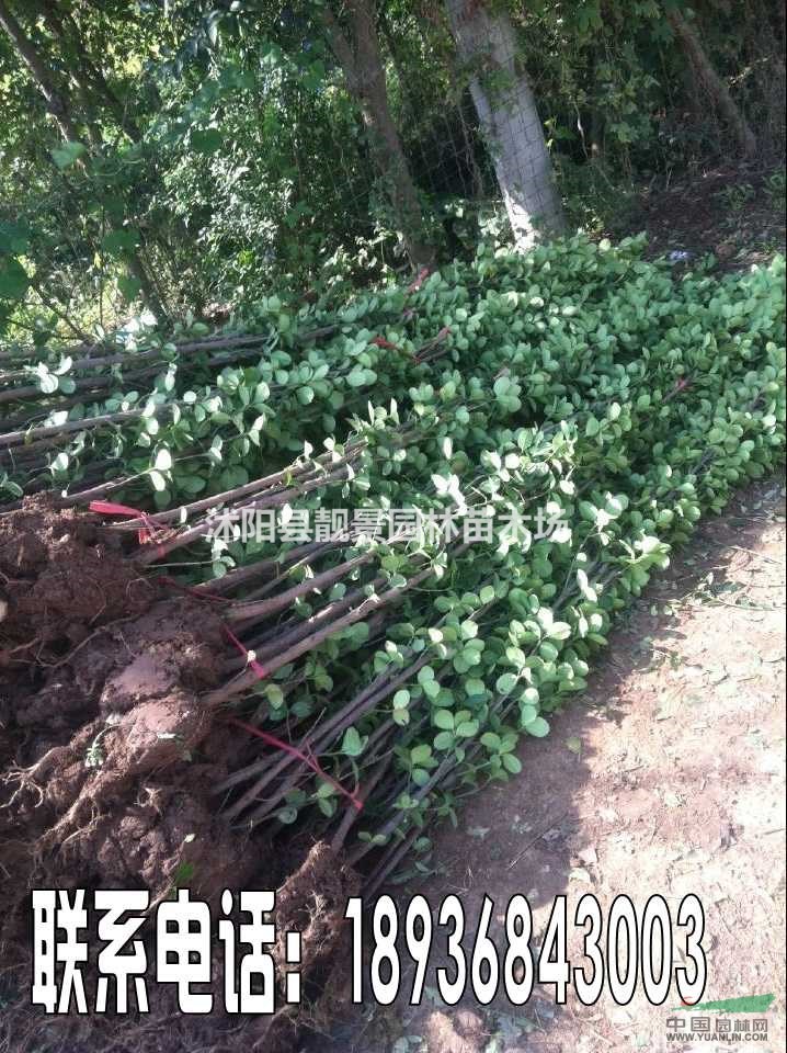 北海道黄杨价格 北海道黄杨种植方法简介 苗圃直销北海道黄杨苗