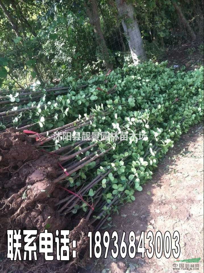 北海道黄杨价格 北海道黄杨种植方法简介 苗圃直销北海道黄杨苗