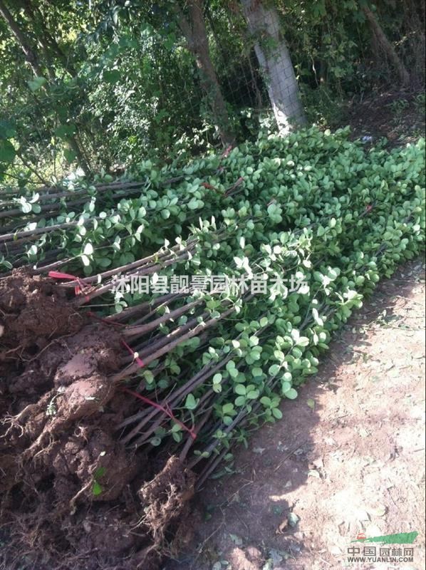 北海道黄杨价格 北海道黄杨种植方法简介 苗圃直销北海道黄杨苗