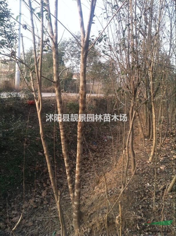 构树小苗价格 构树苗繁殖方法简介 苗圃直销构树