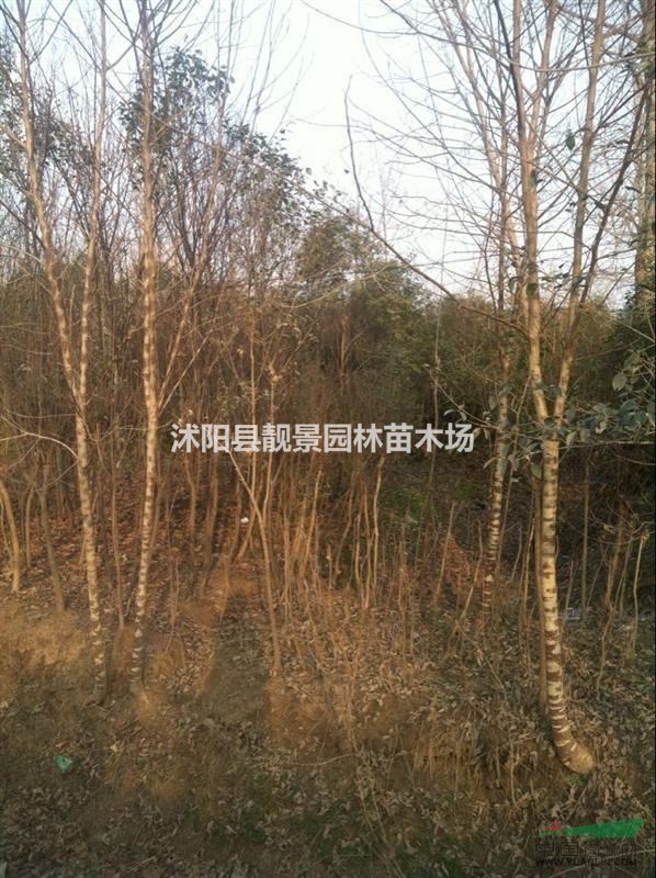 构树小苗价格 构树苗繁殖方法简介 苗圃直销构树