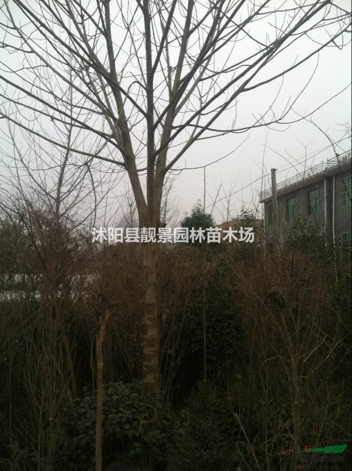 构树小苗价格 构树苗繁殖方法简介 苗圃直销构树