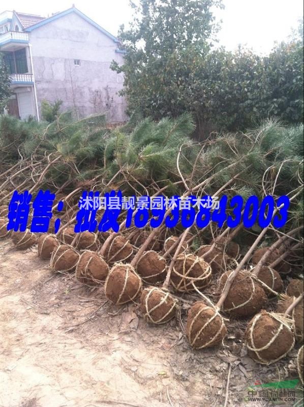 黑松苗价格 黑松种植方法简介 苗圃直销黑松树