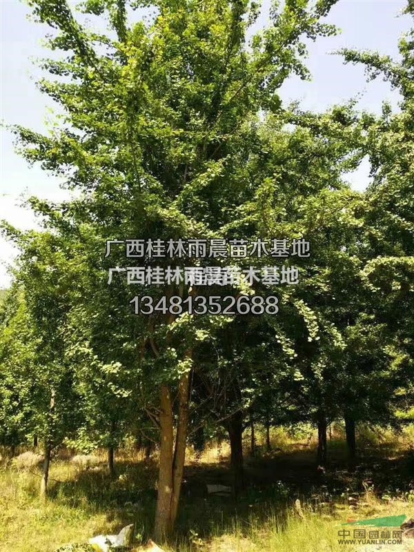 高7-18米银杏树、冠幅4-6米银杏树