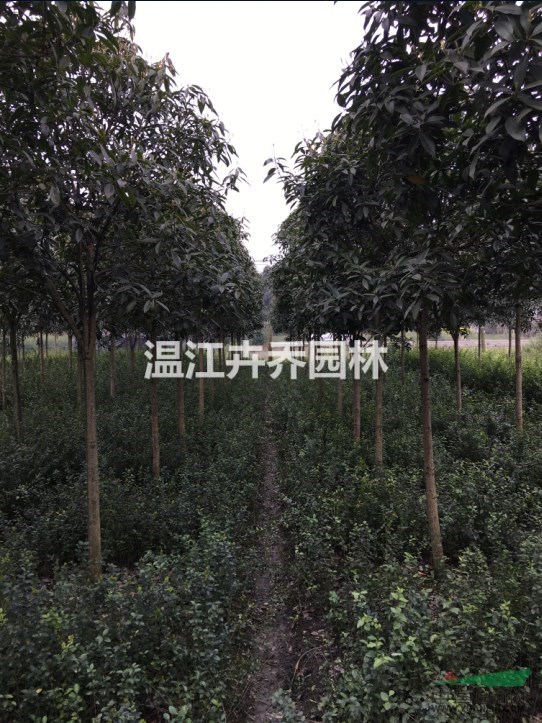10至12公分成都桂花樹、精品八月桂供應(yīng)