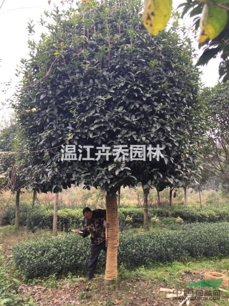 10至12公分成都桂花樹、精品八月桂供應(yīng)