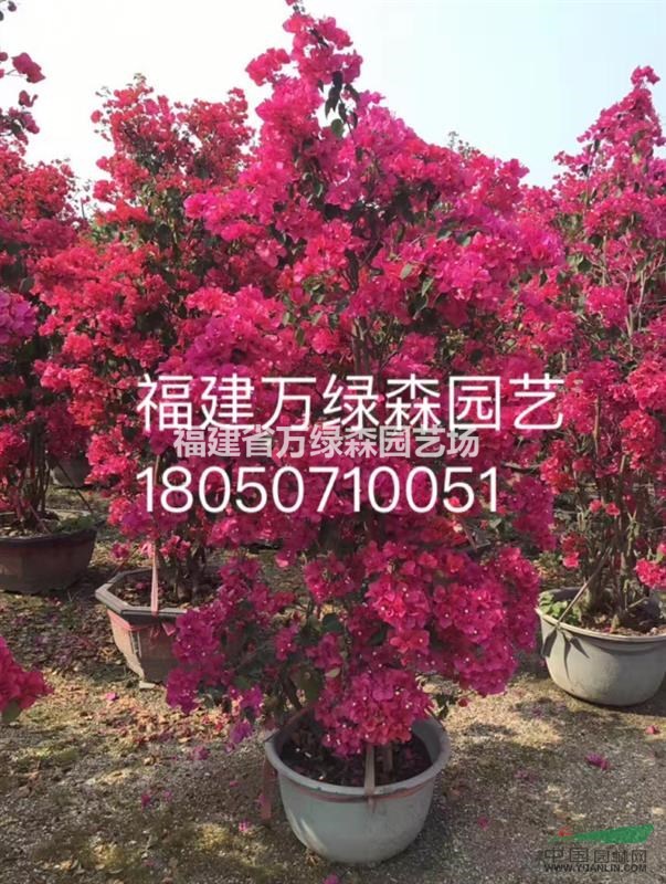 福建葉子花批發(fā)商 漳州九重葛的價格