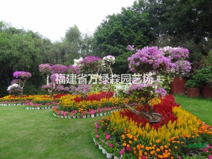 福建葉子花批發(fā)商 漳州九重葛的價格