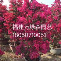 福建自然型三角梅批發(fā)  漳州同安紅三角梅小苗生產(chǎn)基地