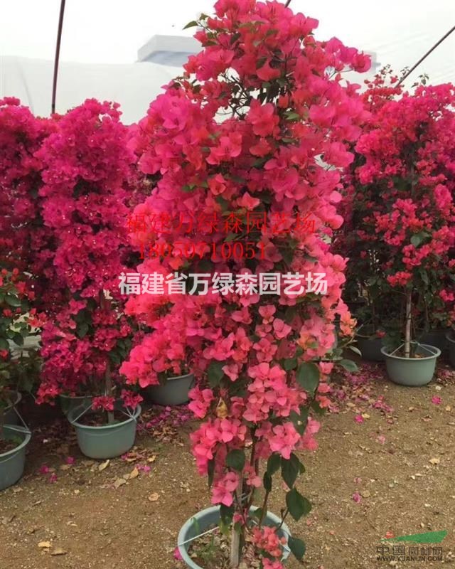 福建自然型三角梅批發(fā)  漳州同安紅三角梅小苗生產(chǎn)基地