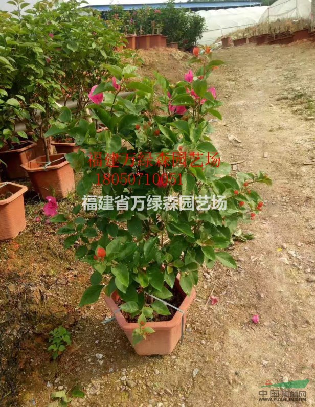 福建自然型三角梅批發(fā)  漳州同安紅三角梅小苗生產(chǎn)基地