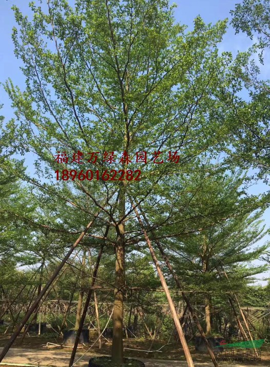 福建小葉欖仁大量供應(yīng)12/15/18/20/25公分移植苗