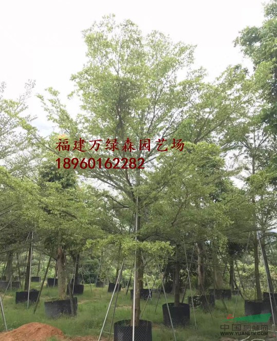 福建小葉欖仁大量供應(yīng)12/15/18/20/25公分移植苗