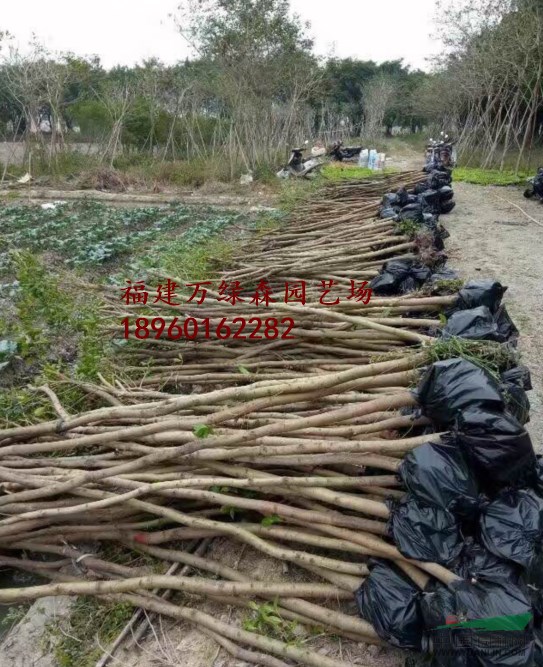福建紅皮榕價格，福建紅皮榕基地供應，福建紅皮榕報價
