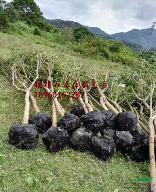 福建紅皮榕價格，福建紅皮榕基地供應，福建紅皮榕報價
