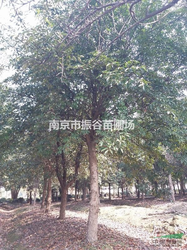 南京地區(qū)供應(yīng)欏木石楠