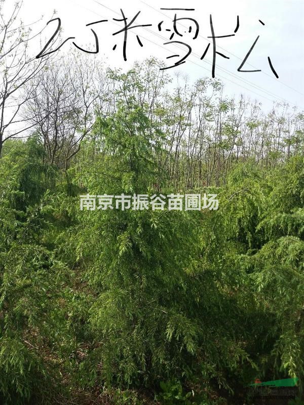 南京地區(qū)供應(yīng)2一3米雪松