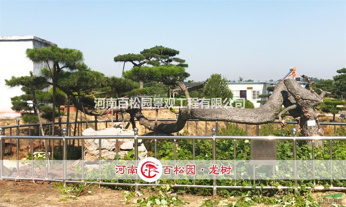 供應(yīng)造型松取名龍樹，精品大氣，造型如神龍般氣勢洶洶