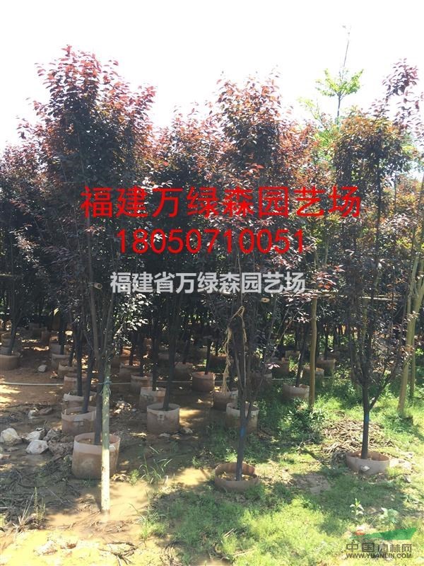 福建红叶李3-10公分批发 漳州红叶李袋苗的价格