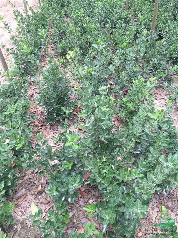出售大葉黃楊綠籬苗P45H60數(shù)量20萬