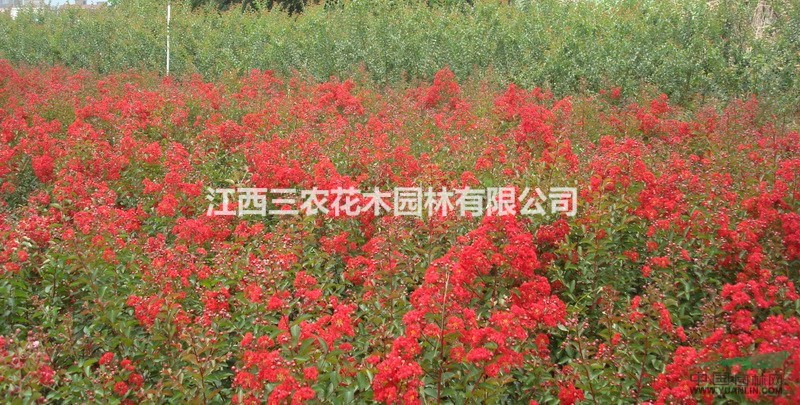  紅火箭紫薇/紅火球紫薇/美國(guó)紫薇 批發(fā)價(jià)