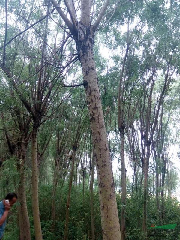 江蘇地區(qū)不6～10公分垂柳
