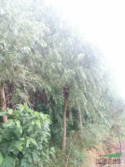江蘇地區(qū)不6～10公分垂柳