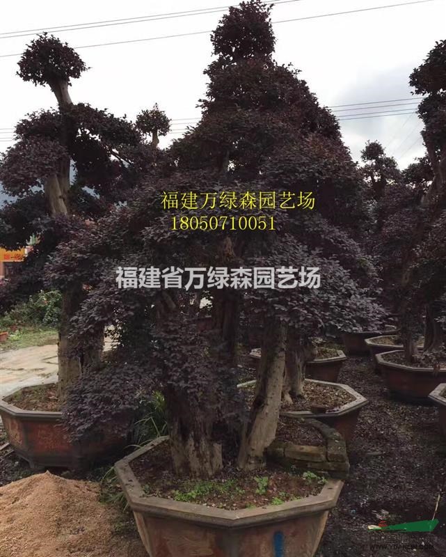 漳州紅花繼木樁景生產(chǎn)基地 漳州紅花繼木樁景批發(fā)出售