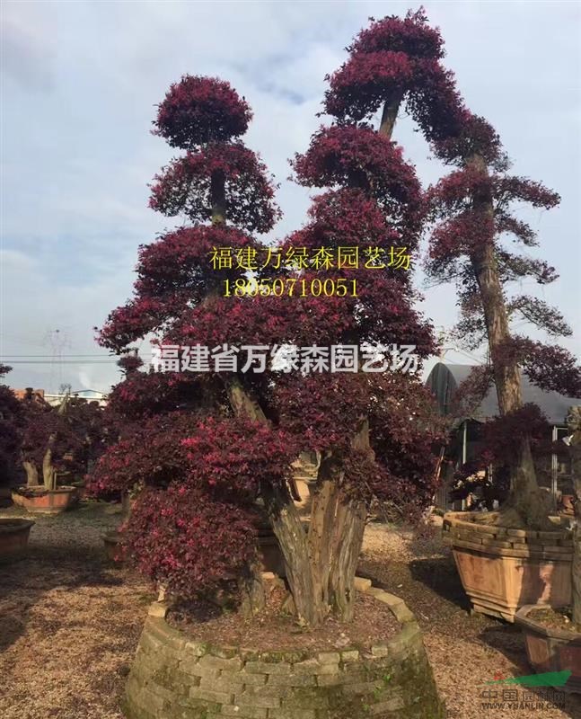 浙江紅花繼木樁景價(jià)格 福建紅花繼木樁景生產(chǎn)基地