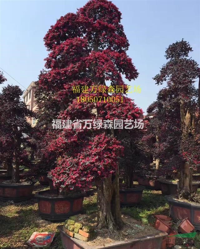 浙江紅花繼木樁景價(jià)格 福建紅花繼木樁景生產(chǎn)基地