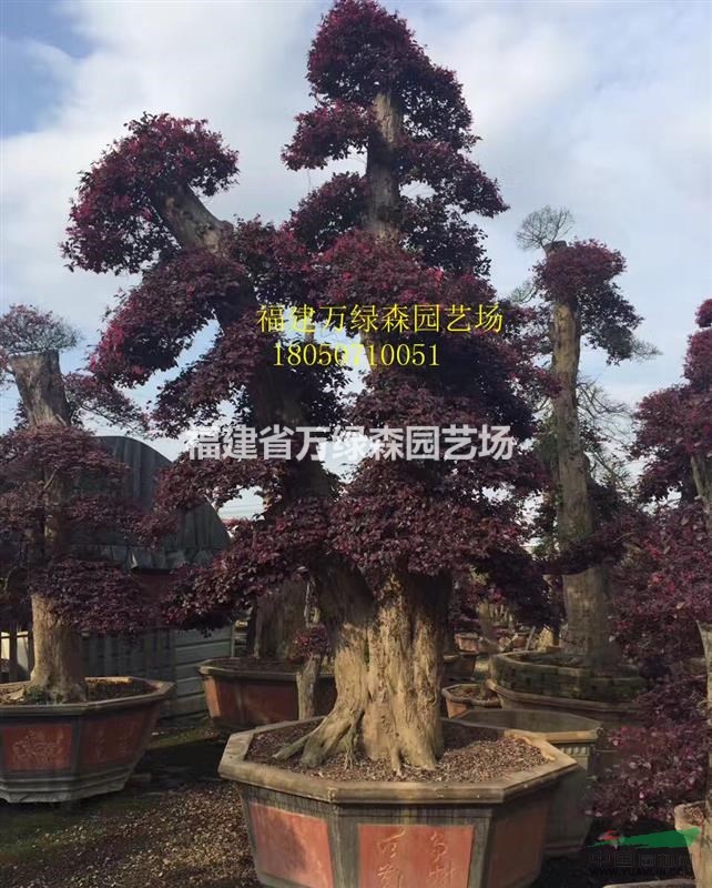 哪里有紅花繼木樁景 哪里紅花繼木樁景量多
