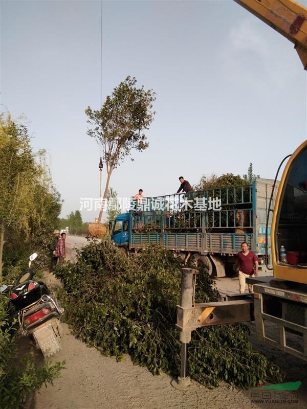 6公分的大叶女贞大量供应，规格齐全，质量第一，鄢陵产地
