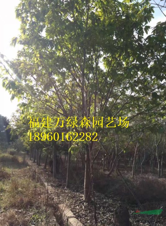 福建大葉榕袋裝苗哪里有，福建大葉榕移植苗的價格，大葉榕報價