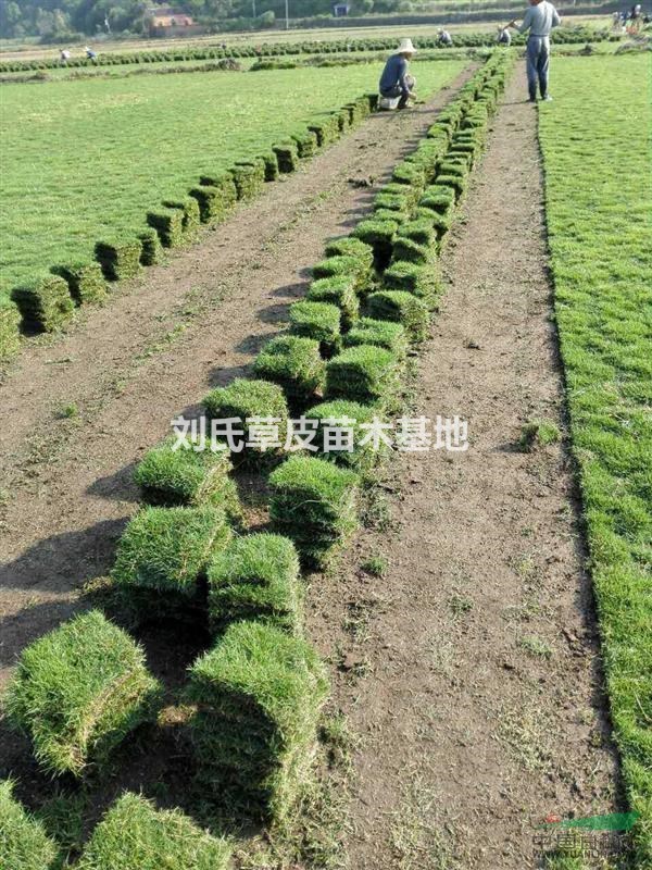 馬尼拉草皮和苗木協(xié)調(diào)統(tǒng)一環(huán)境中的各個(gè)要素