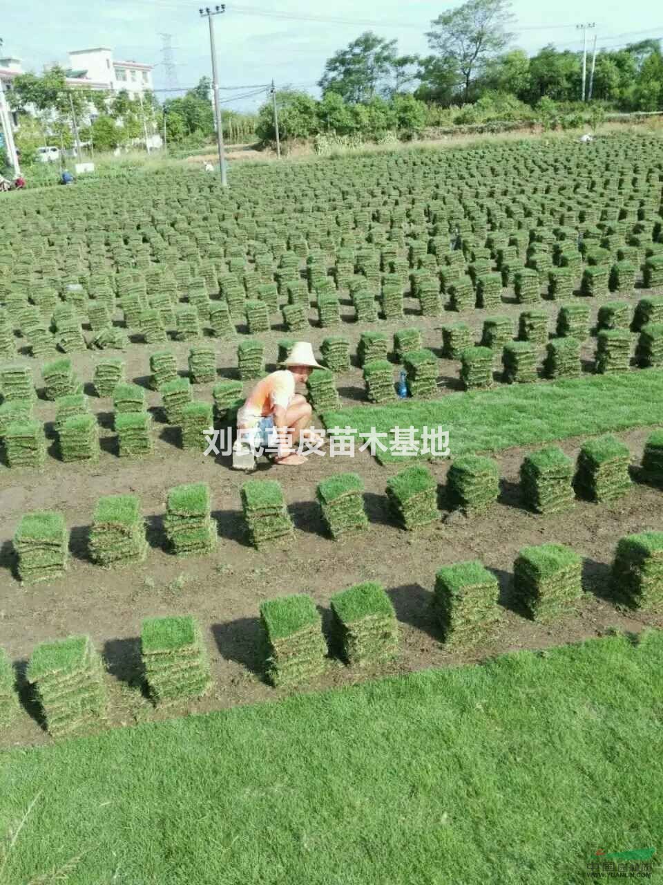 馬尼拉草皮和苗木協(xié)調(diào)統(tǒng)一環(huán)境中的各個(gè)要素