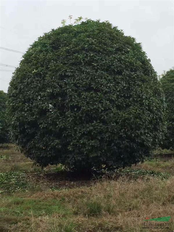 广西地区供应各种桂花树10一50公分精品树型