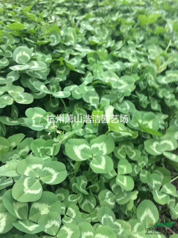 浙江蕭山水生植物基地直銷－三葉草