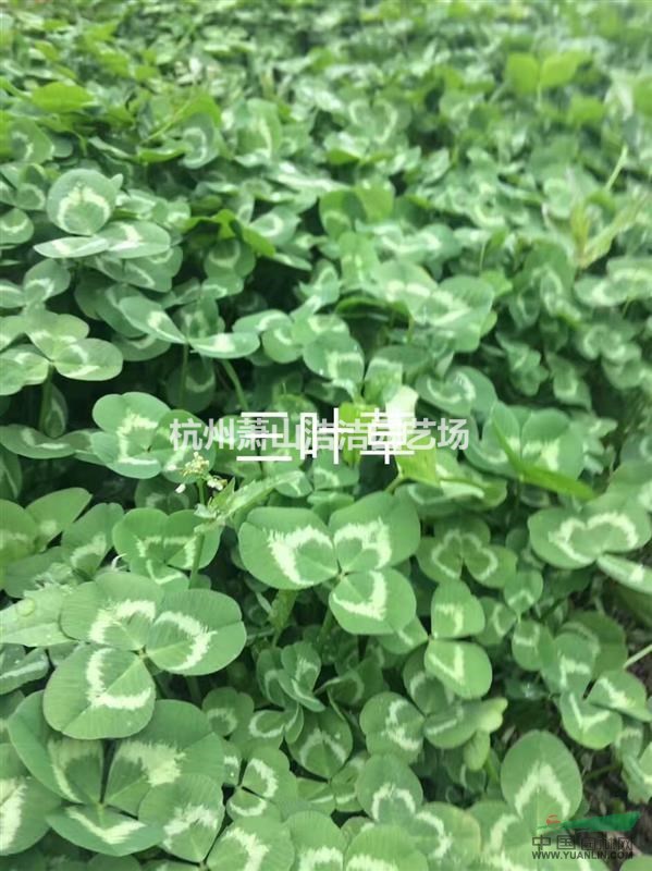 浙江蕭山水生植物基地直銷－三葉草