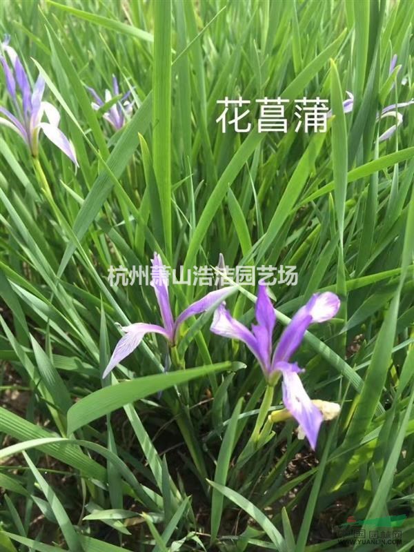 浙江蕭山水生植物基地－花菖蒲、花葉菖蒲基地實拍圖