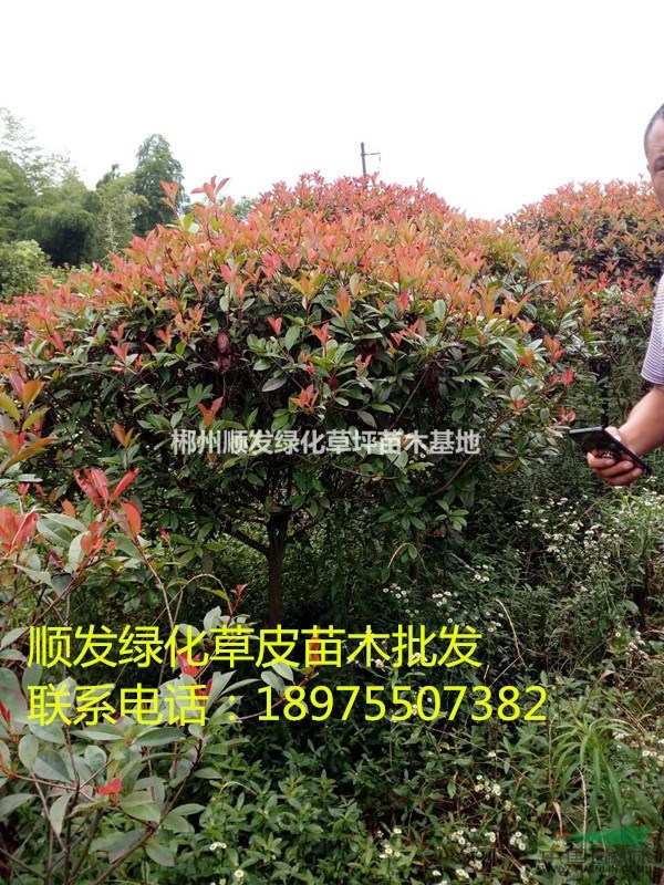 湖南郴州紅葉石楠球，紅葉石楠苗，低價紅葉石楠球直銷