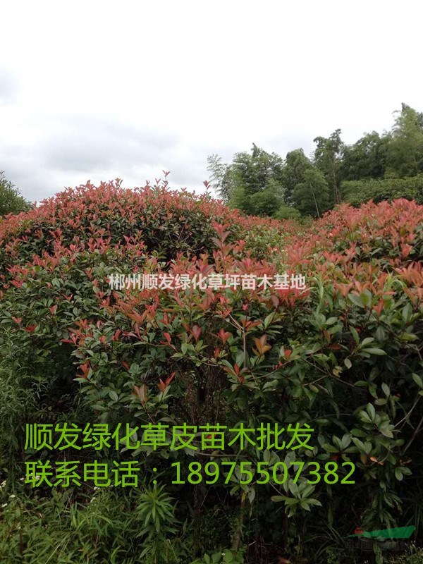 湖南郴州紅葉石楠球，紅葉石楠苗，低價紅葉石楠球直銷