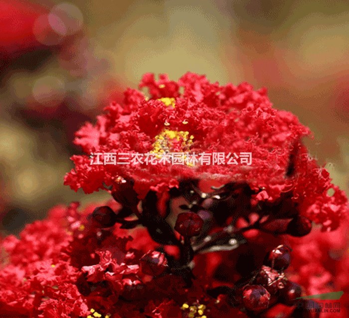 火紅、丹紅、赤紅紫薇什么價(jià)格 哪里最便宜