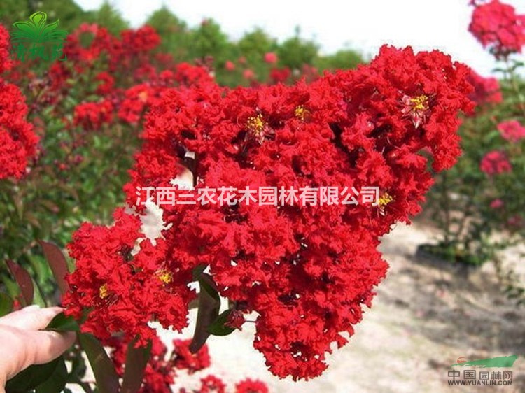 火紅、丹紅、赤紅紫薇什么價(jià)格 哪里最便宜