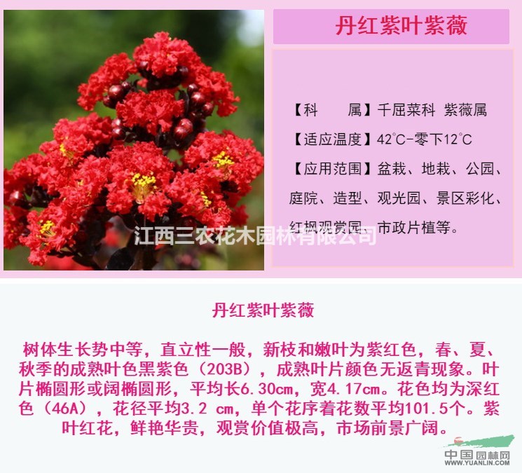  火紅、丹紅、赤紅紫薇最新采購報(bào)價(jià) 多少錢 一株